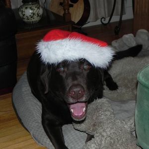 Meet your Posher, Dawn